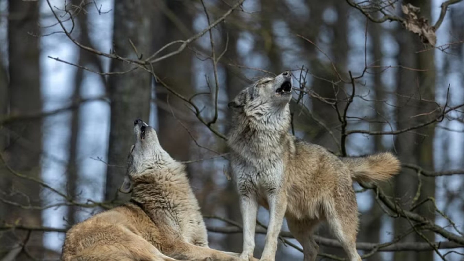 Bahraich Wolf Attack: expert says revenge tendency for destroying their habitat and killing their cubs