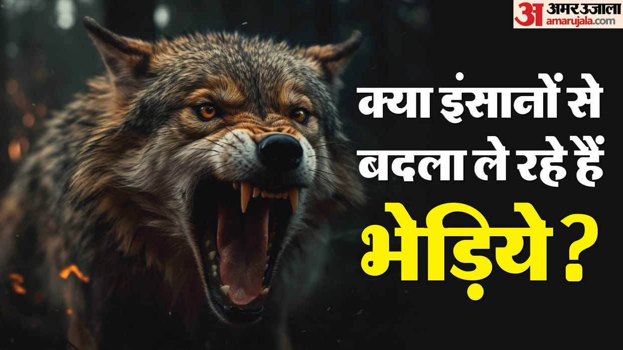 Bahraich Wolf Attack: expert says revenge tendency for destroying their habitat and killing their cubs