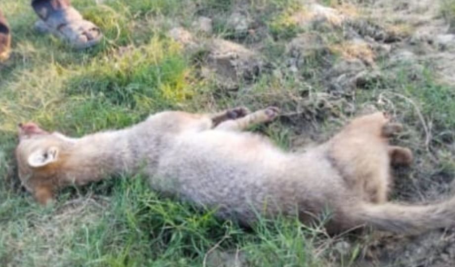 wolf-like animal was beaten to death by the villagers, the forest department filed a complaint in the police