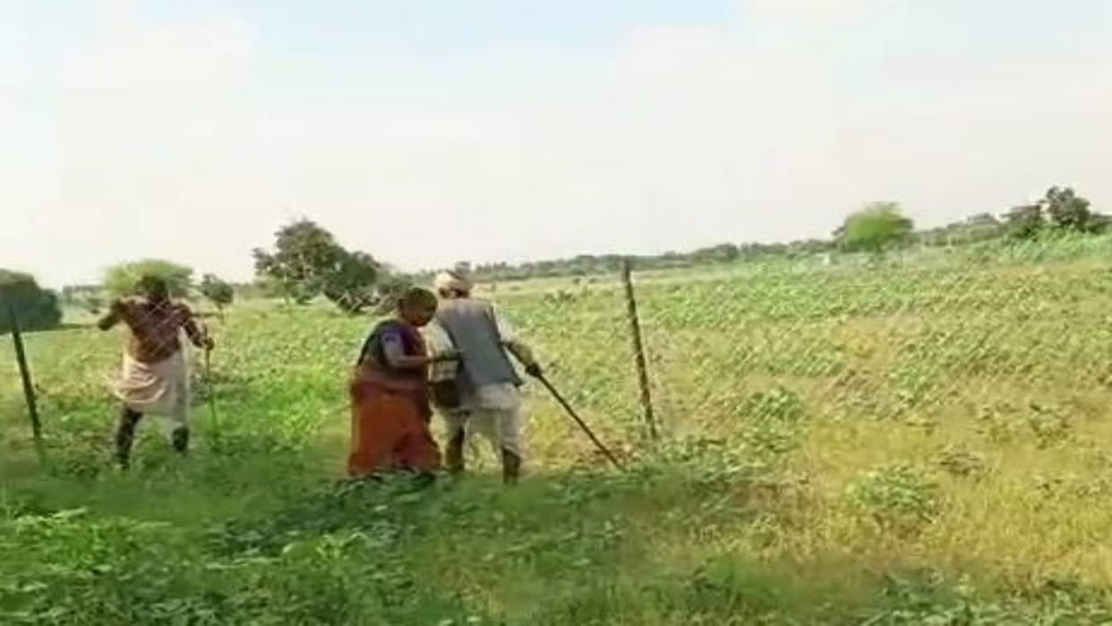 Panna News Son chased and beat his elderly parents in field it is a matter of land dispute