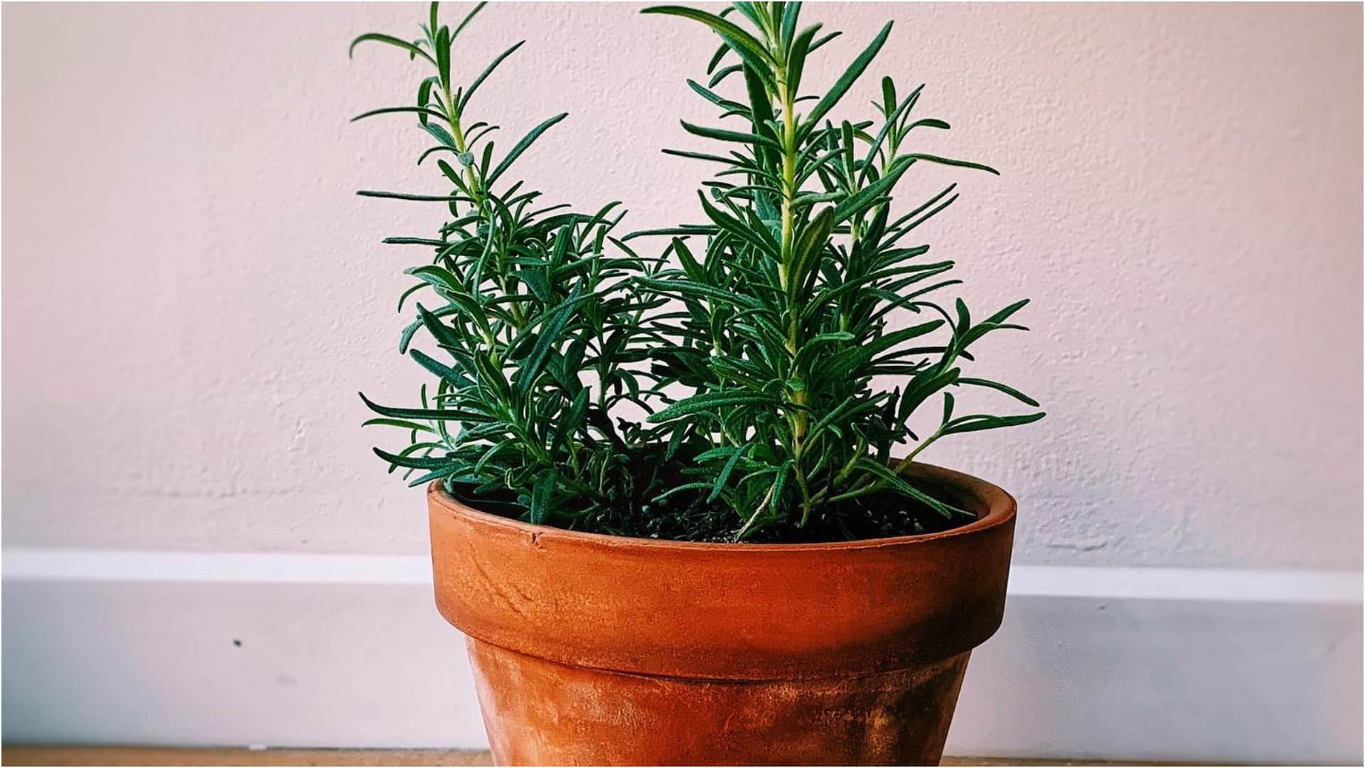 Best Mosquito Repellent Plants Like Catnip, Rosemary, Lavender Natural Fragrance Keeps Mosquitoes Away