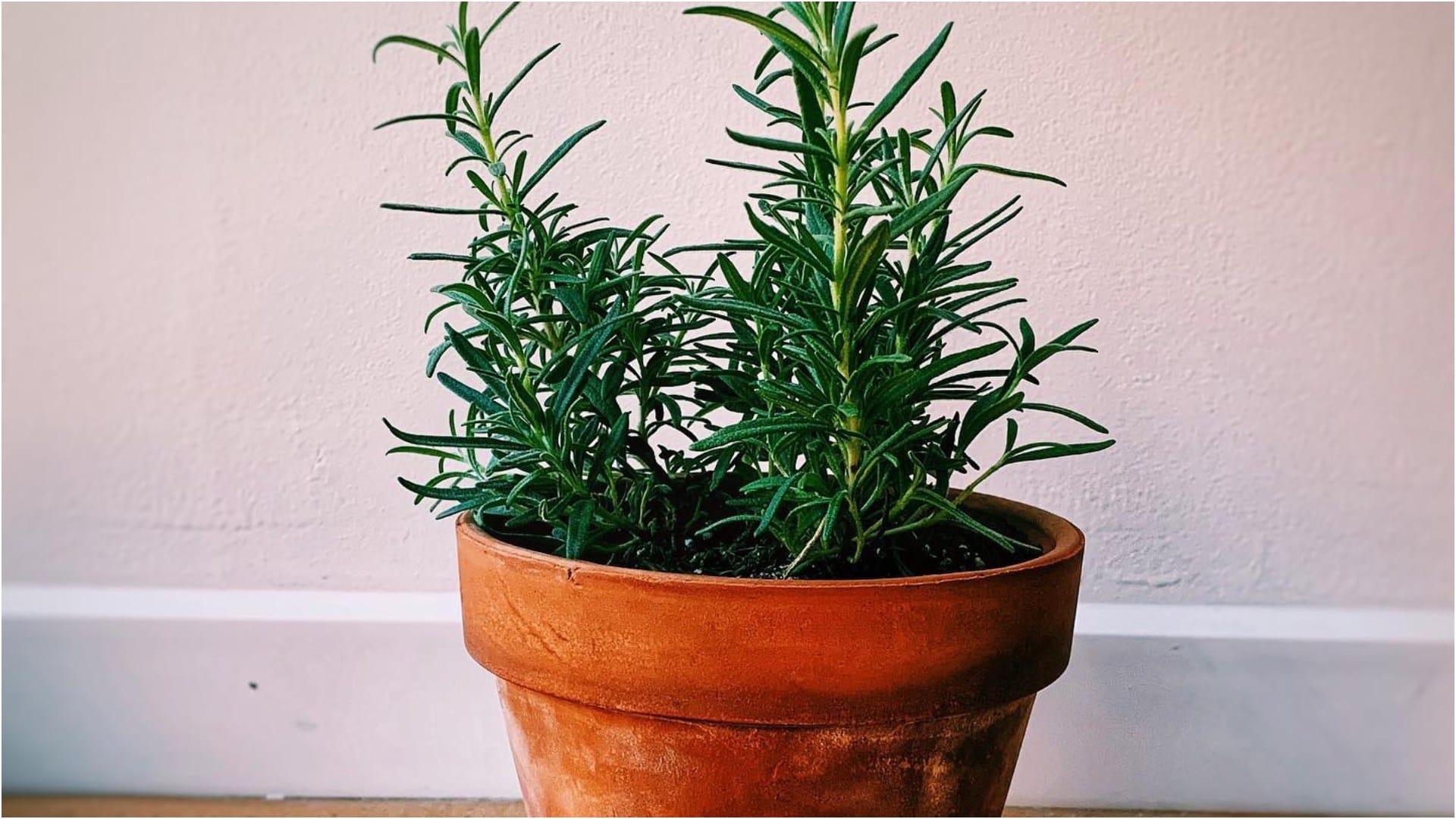 Best Mosquito Repellent Plants Like Catnip, Rosemary, Lavender Natural Fragrance Keeps Mosquitoes Away