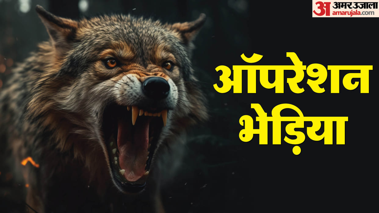 Up Bahraich Wolf Attack Forest Workers Armed with Sticks and Nets Plan Devised To Capture Wolves