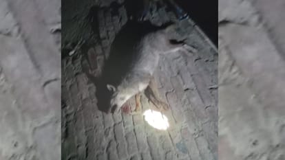 Animal attack in Ambedkarnagar.