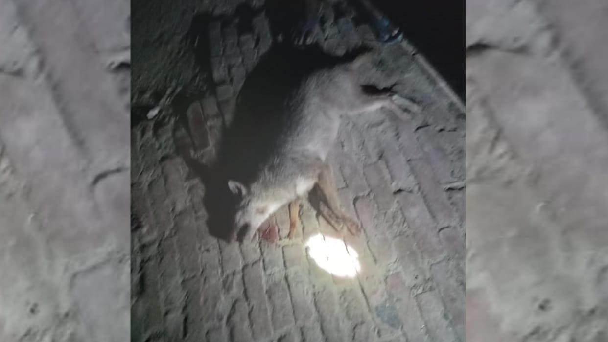 Animal attack in Ambedkarnagar.