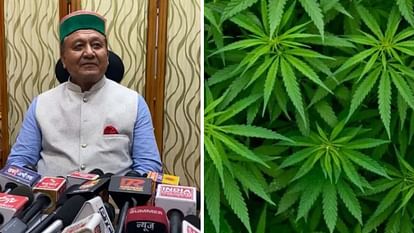 Cannabis Cultivation Himachal Vidhan Sabha approves report of committee related to hemp cultivation