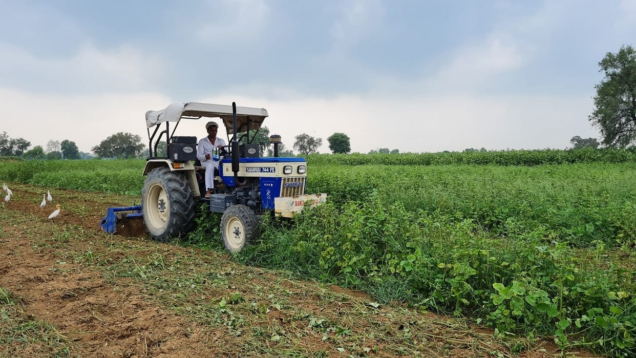 Guar did not yield pods, farmer drove tractor on two acres and destroyed crop in Sirsa
