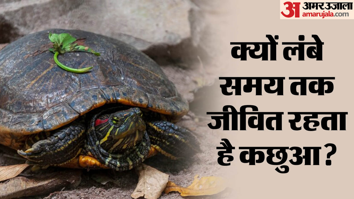 Tortoise Age why do turtles live for so long this is reason behind it know in hindi