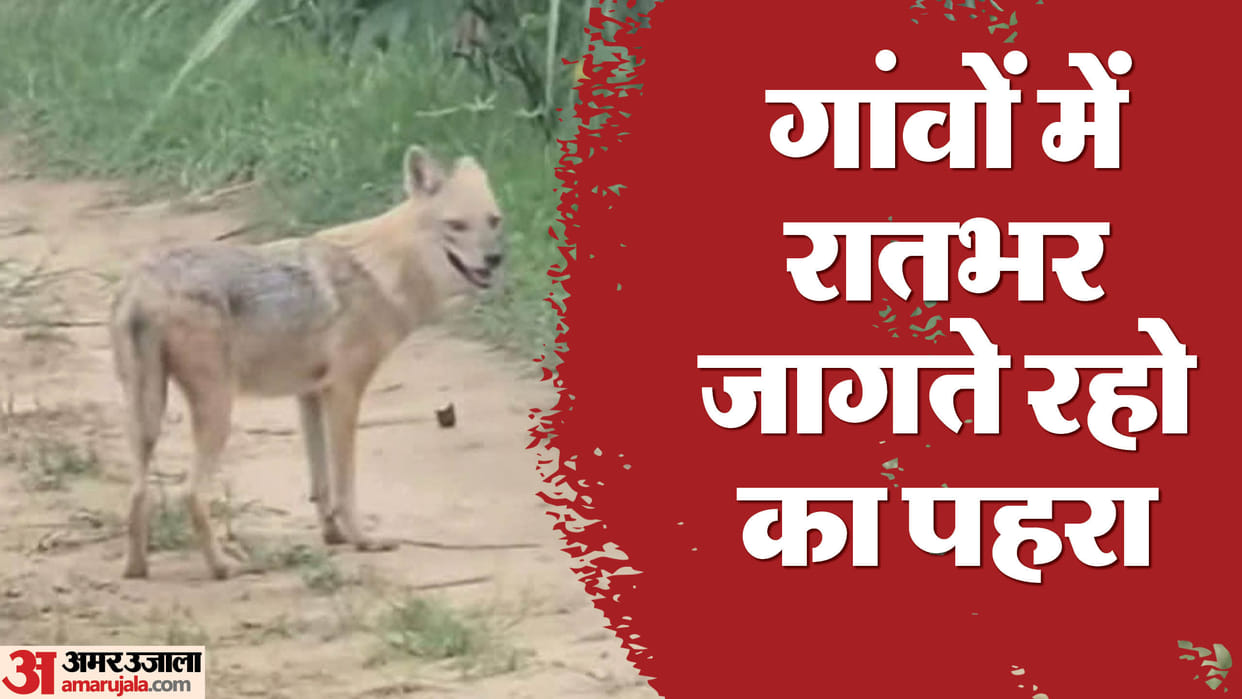 Wolf Attack in bahraich Wolf troubled forest department officials are gasping for breath see photos