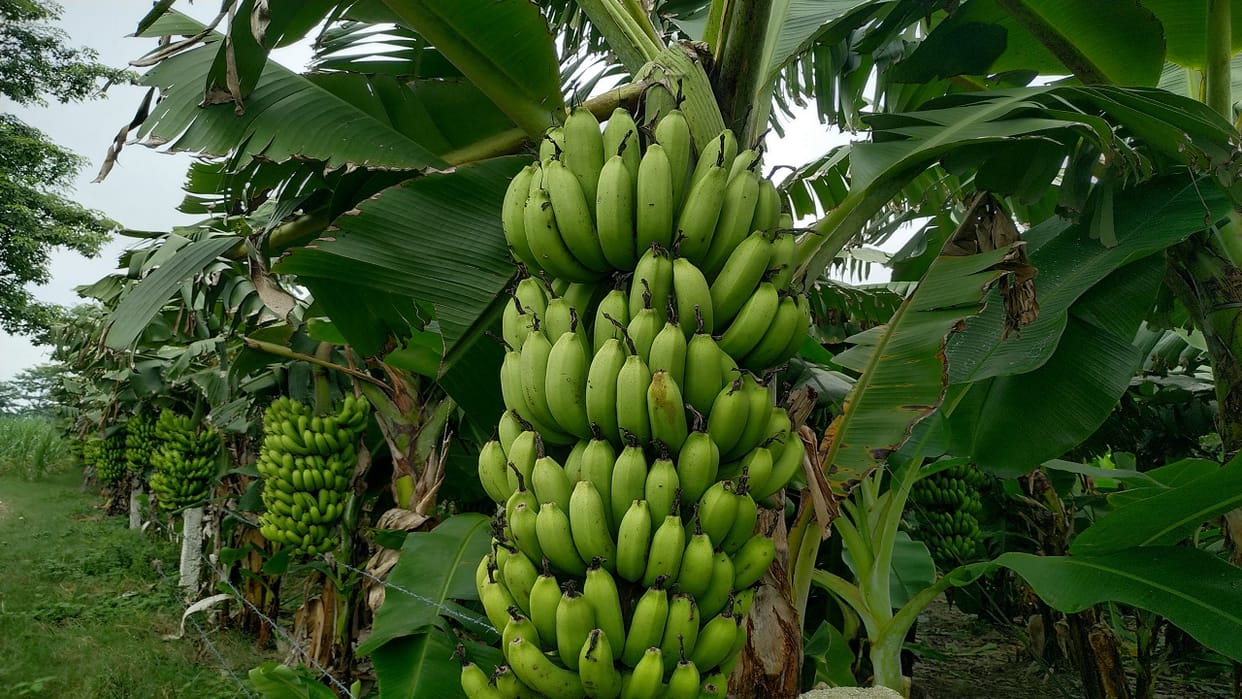 banana benefits for environment cloths fiber rich sustainable solution