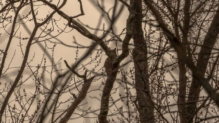 Uttarakhand: उल्लू चैन से रहें इसलिए पूरी रात जागेंगे वनकर्मी, दीपावली पर शिकार रोकने के लिए विभाग सतर्क