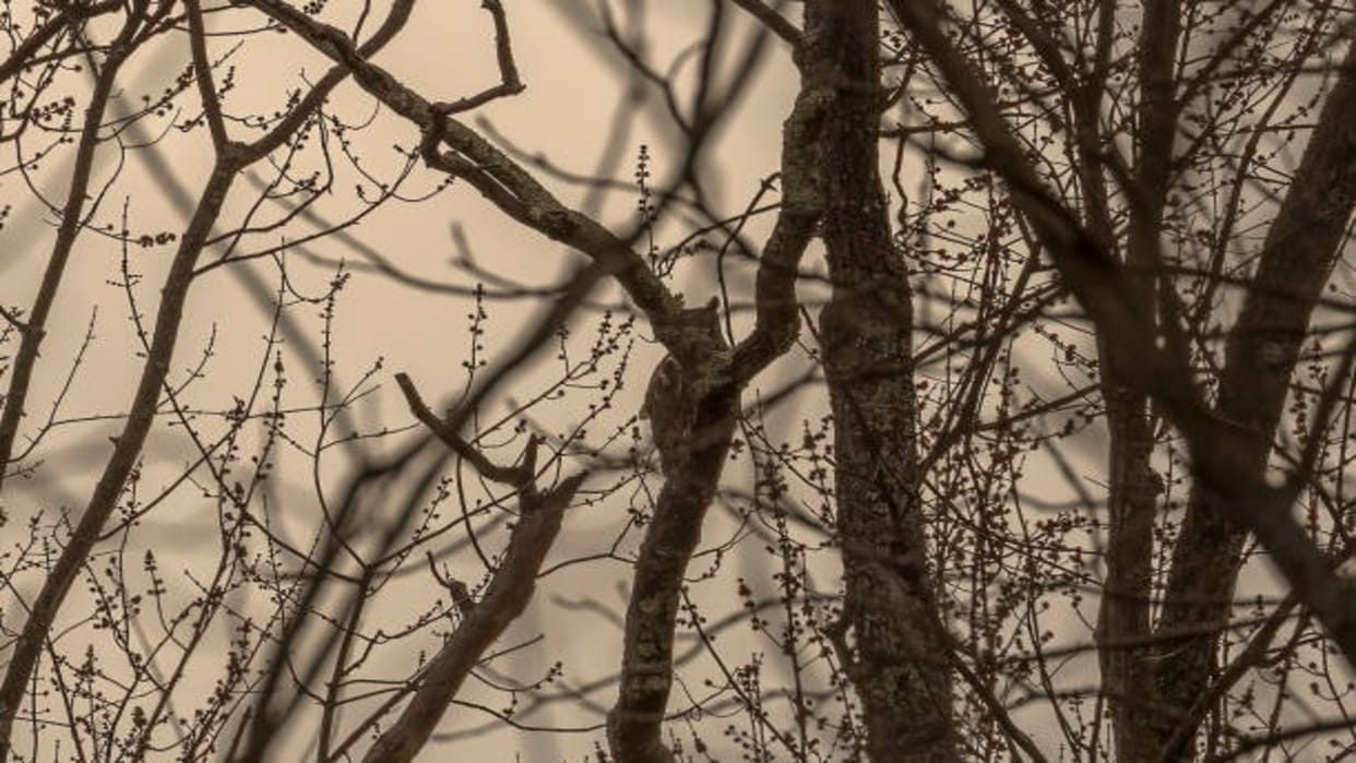 forest department issued an alert regarding owl hunting Uttarakhand News in hindi