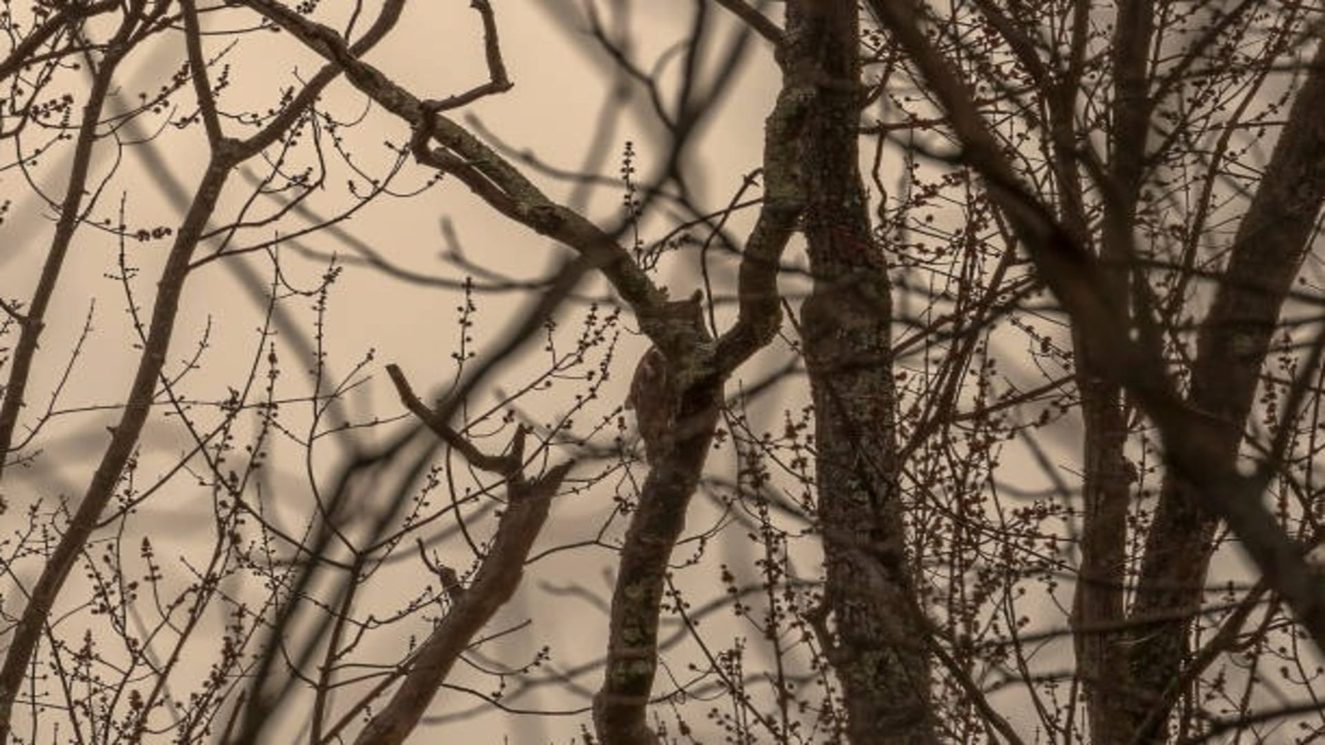 New Optical Illusion: Can You Spot The Owl In This Forest Pic optical illusion puzzle game