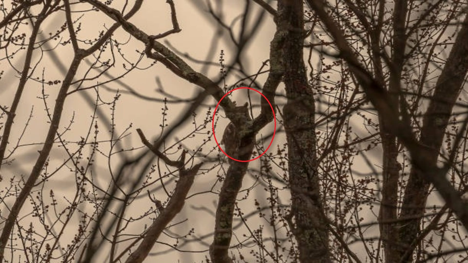New Optical Illusion: Can You Spot The Owl In This Forest Pic optical illusion puzzle game