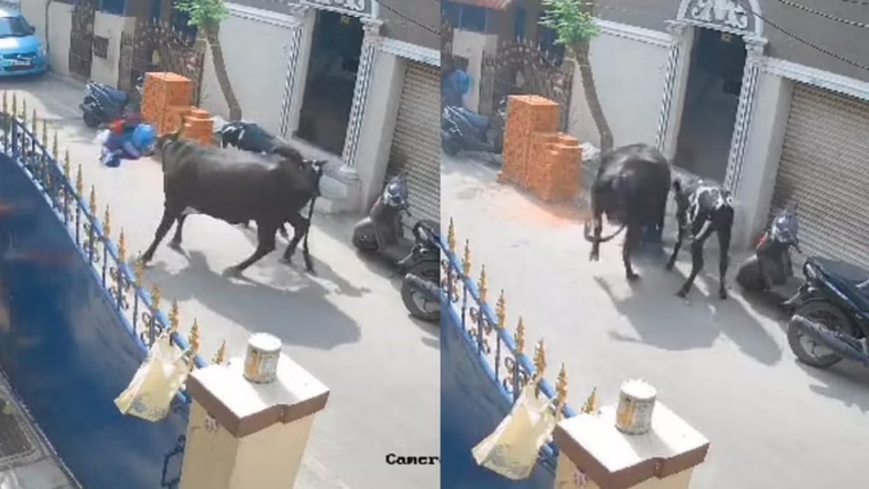 cow attacks Video school girl terrifying cctv footage viral on social media
