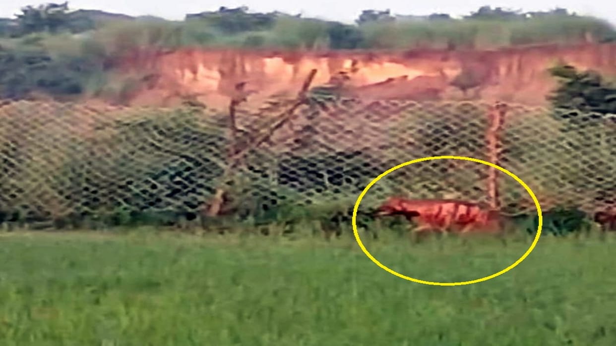 Hyena seen amid wolf terror, forest department intensified patrolling in Ganga Terai area