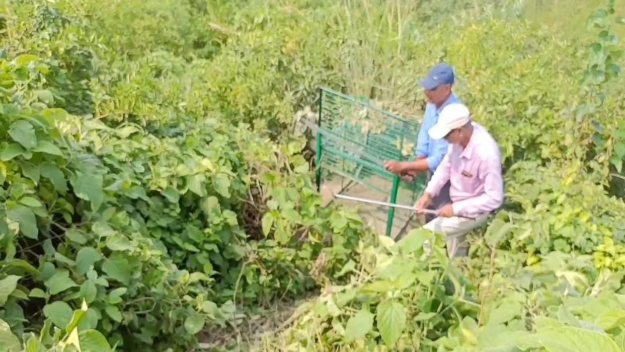Urban landscapes in Punjab set for transformation 650 urban micro-forests to be developed