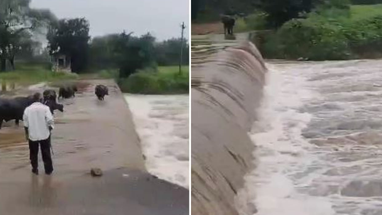 Chittorgarh: The person who went to save the calf drowned in water, Civil Defense team took out the body