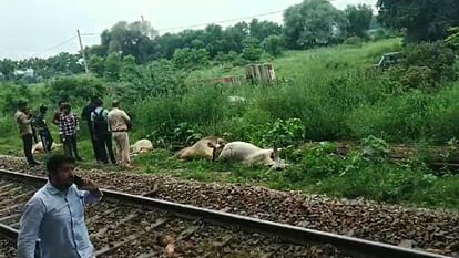 Accident in Sonipat, seven cattle died after being hit by Shatabdi Express