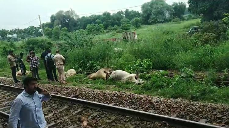 सोनीपत में हादसा: शताब्दी एक्सप्रेस की चपेट में आए 7 गोवंशों की मौत, बाधित रहा दिल्ली-अंबाला अप-डाउन ट्रैक
