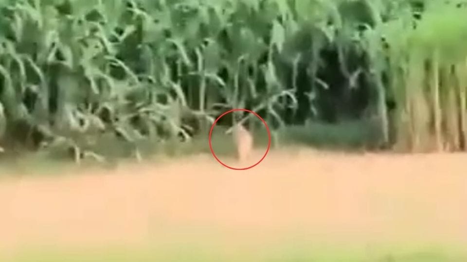 Leopard seen near gas utility located at Karanpur turn in Dhaulana area
