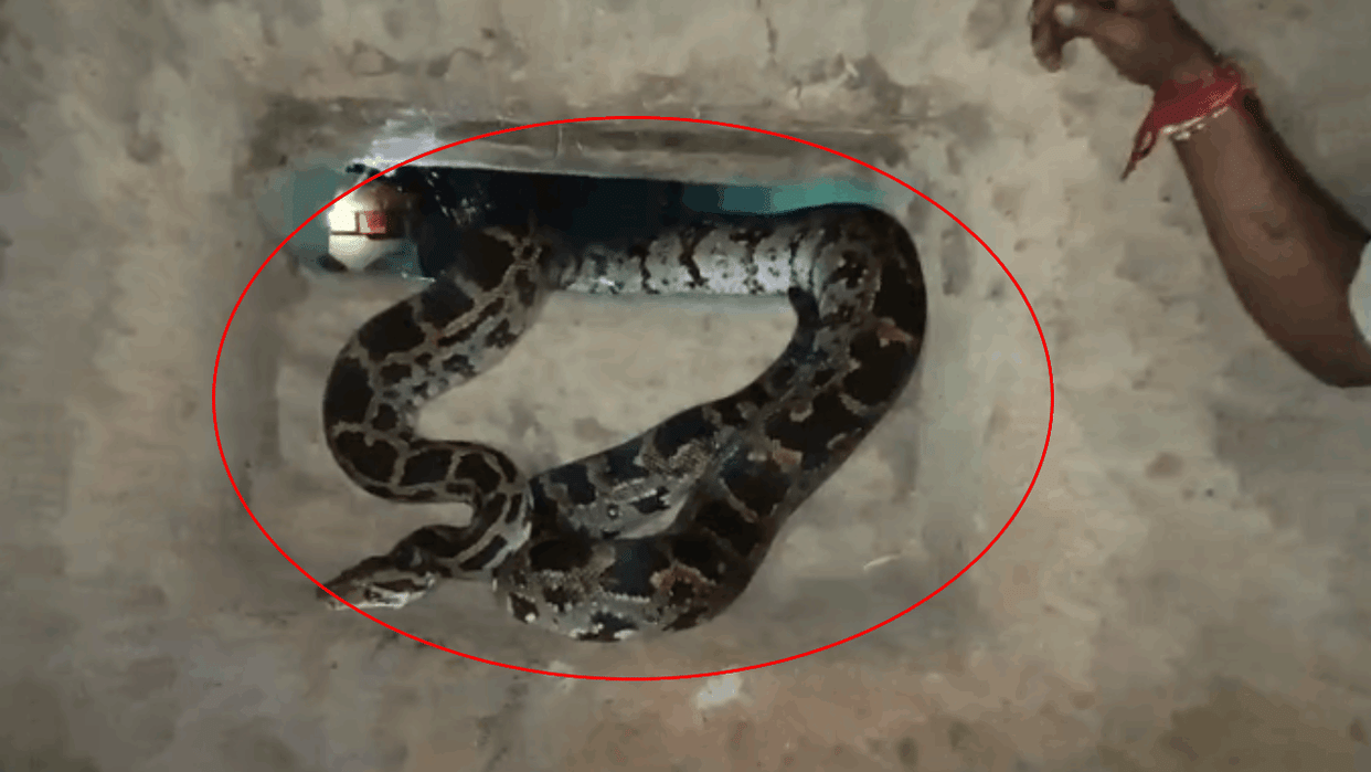 giant python entered dung of a cow in Bacharwar village in Pendra