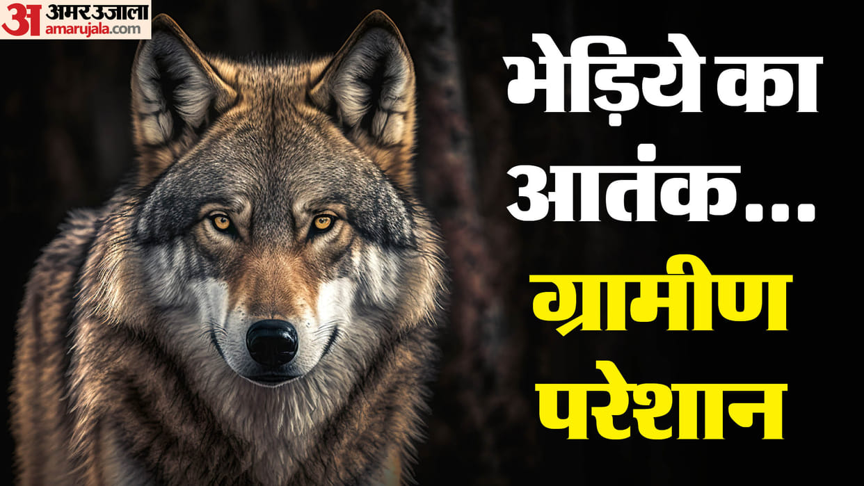 Wolf terror in western UP too: Four people including an elderly woman were attacked in Sambhal