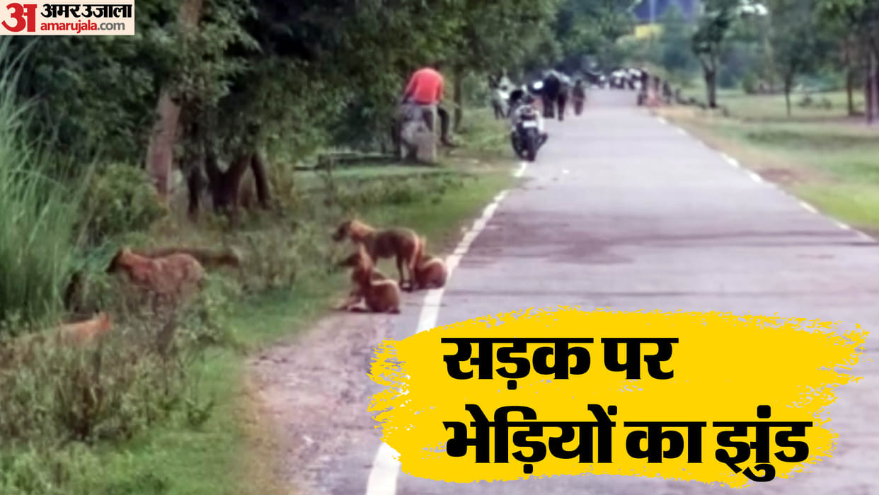 Wolf Attack in bahraich pack of Wolf was seen near canal bridge in Khaira Bazar