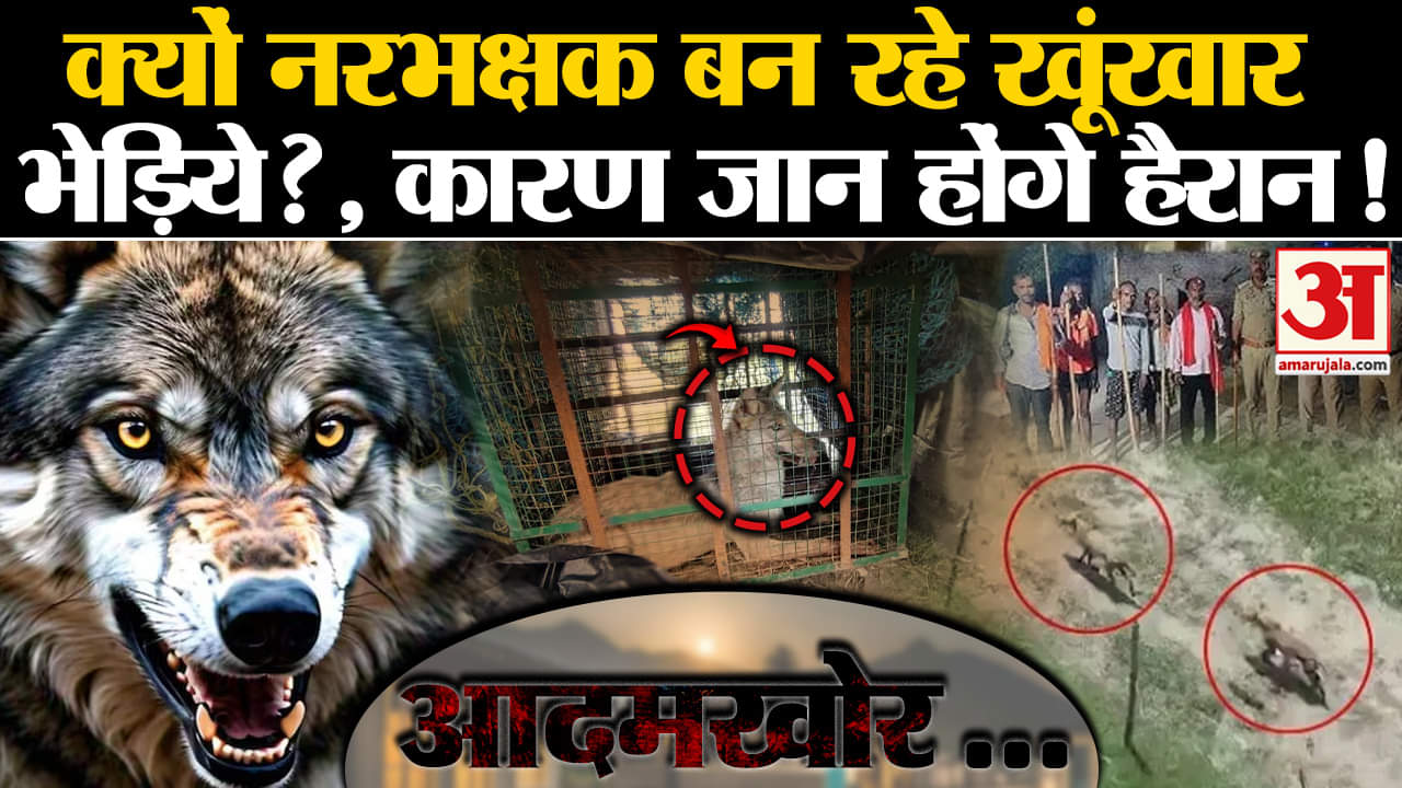 Wolf Attack: क्यों नरभक्षक बन रहे खूंखार भेड़िये?, कारण जान होंगे हैरान! Amar Ujala | UP | Wolf |