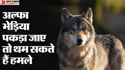 IVRI bareilly scientist says when danger looms the wolf becomes man-eater