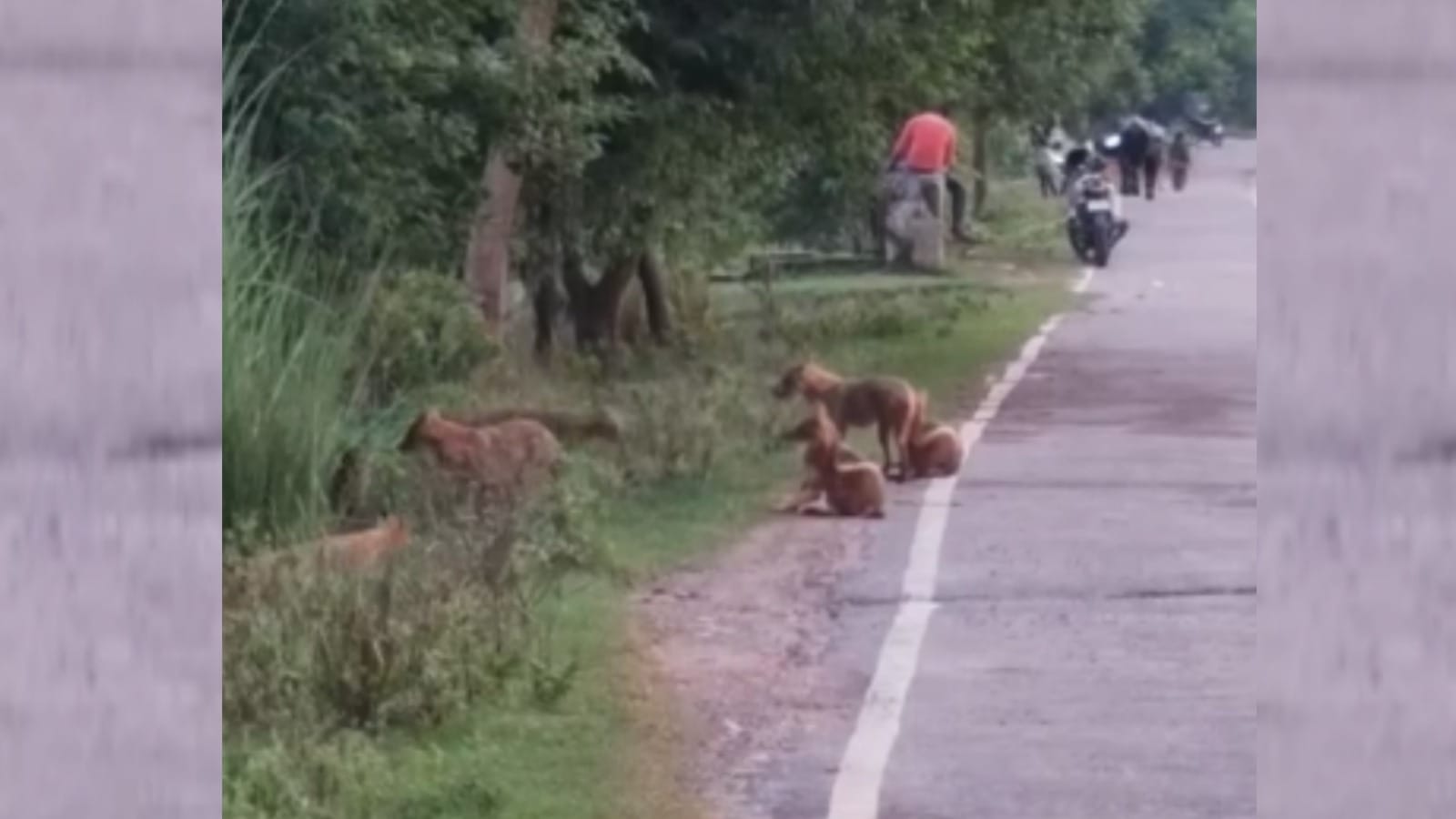 Wolf Attack in bahraich pack of Wolf was seen near canal bridge in Khaira Bazar