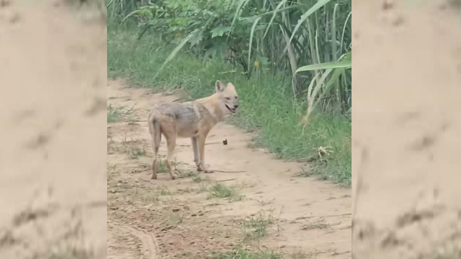 Bahraich: Leopard attacked farmer, wolf captured on camera, panic increased in rural areas