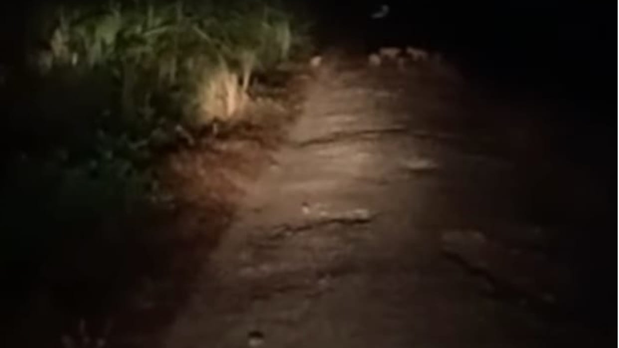 People are terrified after seeing a pack of bloody wolves in Basti district