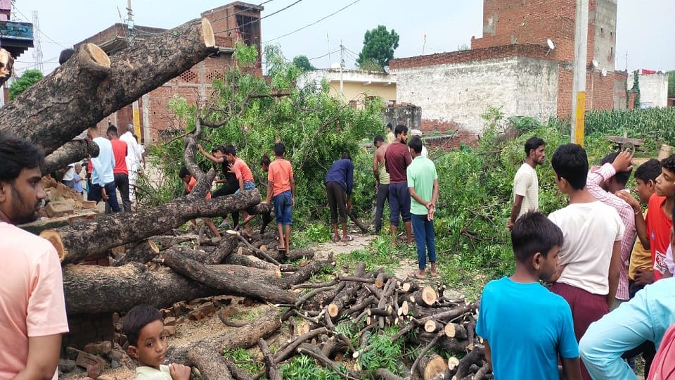 Neem tree fell in strong wind, old woman died after being crushed