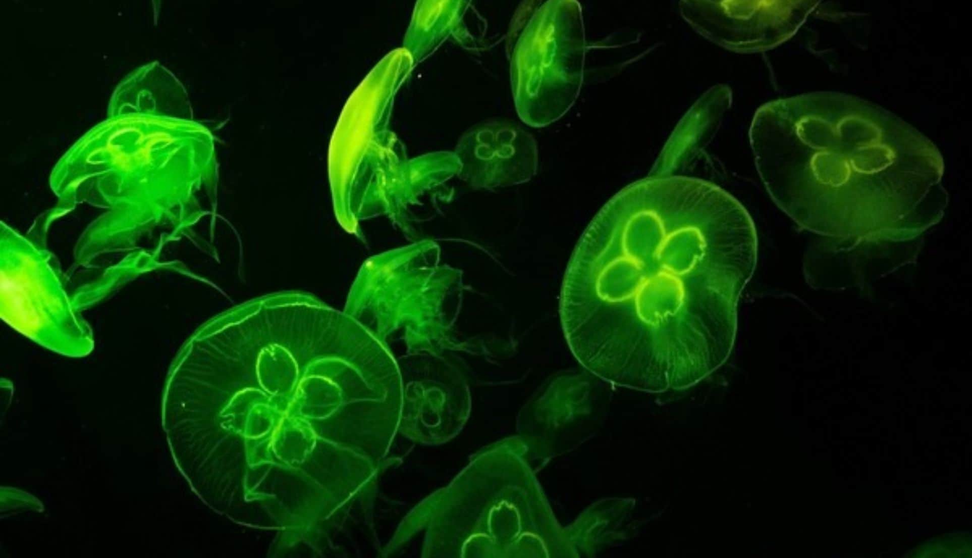 side effects of eating street food in summer garmi me street food khane ke nuksan