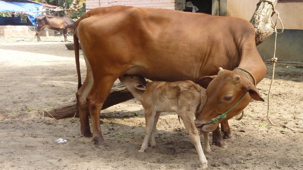 fine of five thousand rupees will be imposed for harming a cow or dog in Chhattisgarh