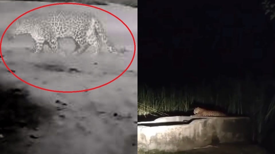 Amroha video goes viral: Leopard devoured a calf, woman fainted after seeing it,forest department is patrollin