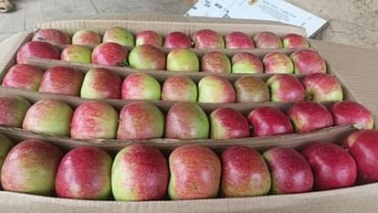 Himachal Apple Season is 90 percent complete More than 6 lakh boxes were traded