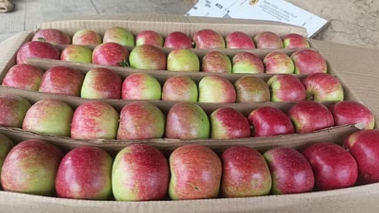 Himachal Apple Season Adani reduced the price by Rs 15 per kg compared to last year purchase has started