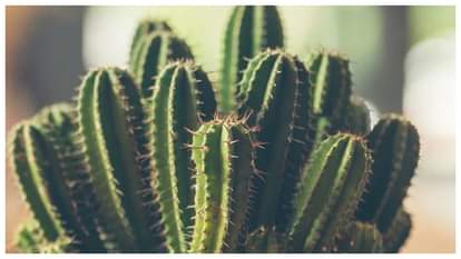 Vastu Doshh Upay Tips for office home to remove negative energy in hindi