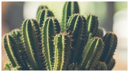 Vastu Doshh Upay Tips for office home to remove negative energy in hindi
