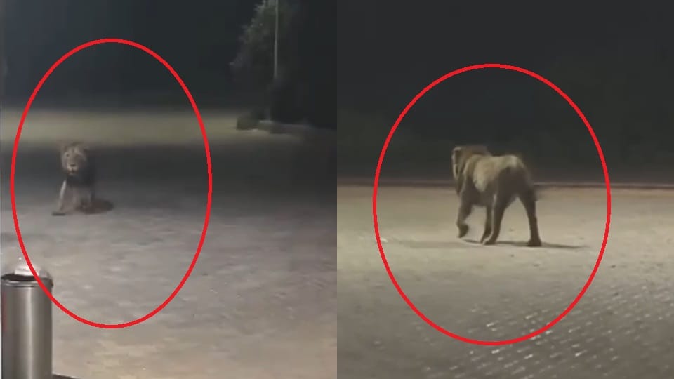 Video lion went viral among people scared of leopard, there was stir Amroha, phones kept ringing