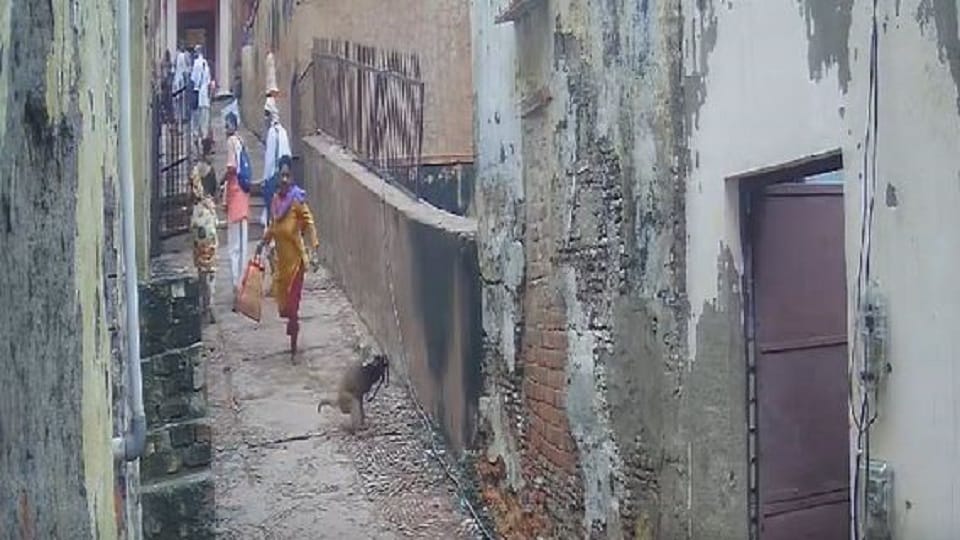 Vrindavan: Monkey snatches purse, woman runs in pursuit fell down 10 feet high stairs
