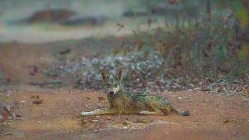 Wildlife experts are excited after wolf was spotted in Chambal ravines in Agra after 20 years