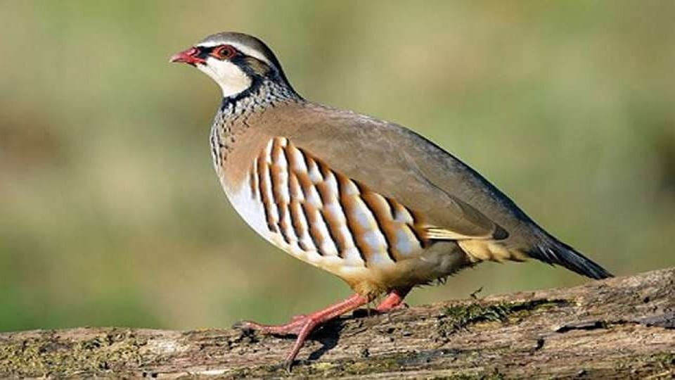Uttarakhand News: Rare birds of Himalayan states are migrating