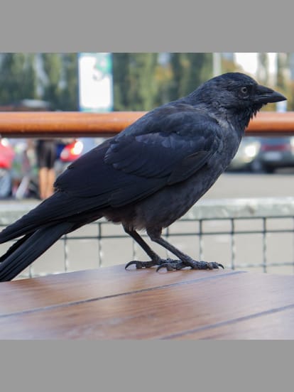 crow