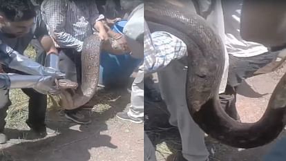 12 foot long python was found in a residential area in Baroti, Sundernagar, the forest department rescued it
