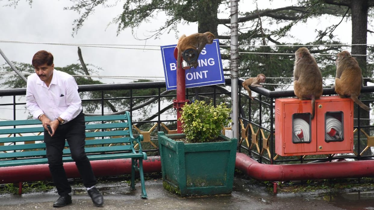 Monkeys bite six people including two police officers outside the himachal assembly
