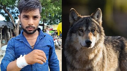 Wolf Attack on youth and cattle injured in Varanasi