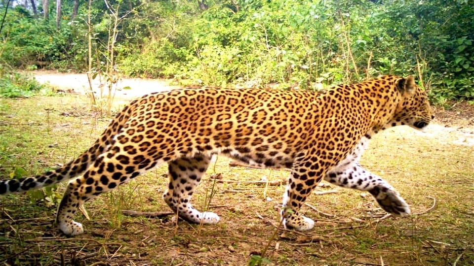 Bijnor News: One leopard trapped in a cage, the other lying in a well, roaring